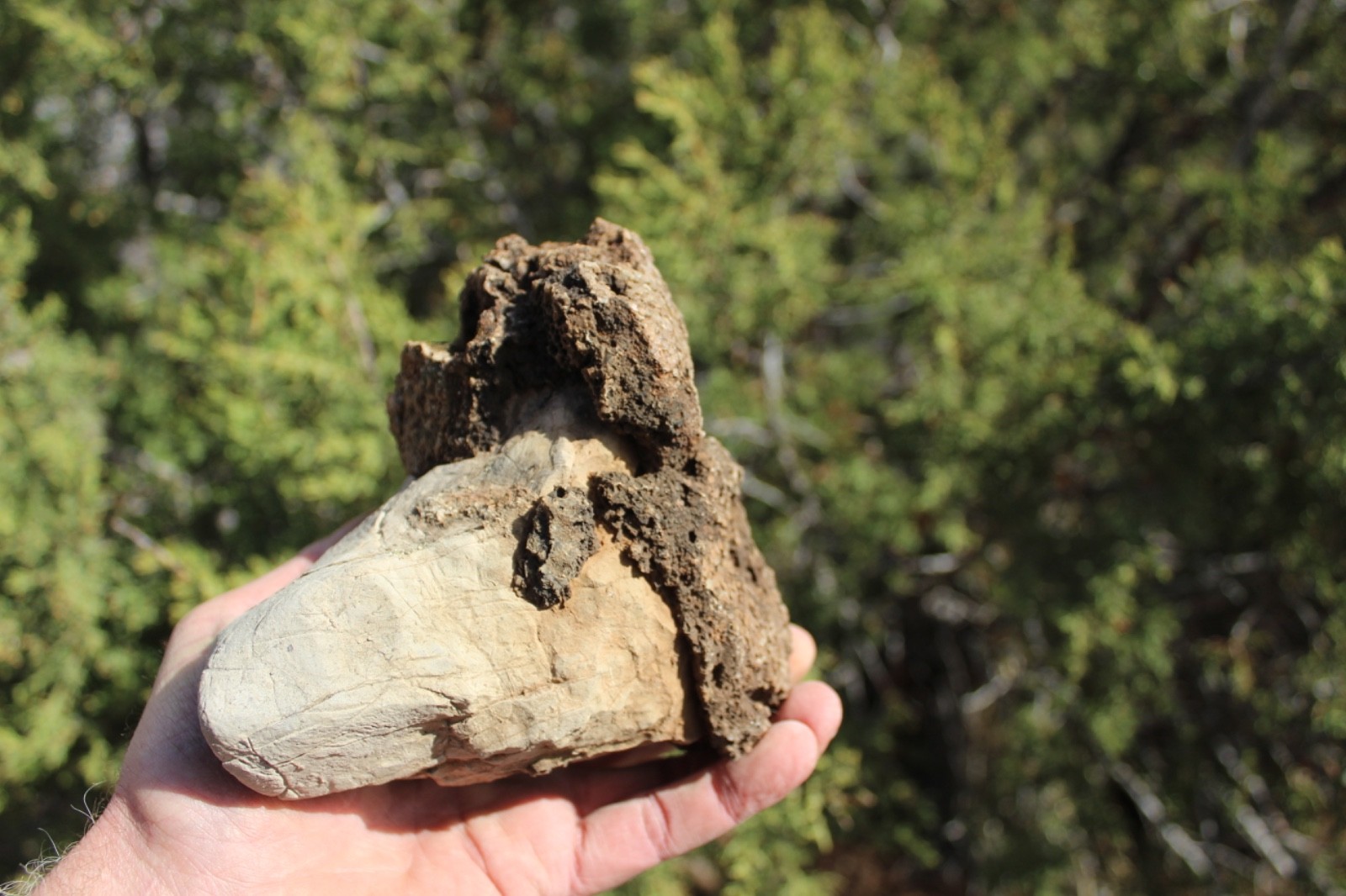 Fossil Beautiful HONEY COMB CORAL Favosites spp. Rare Locality ~ 400 Million