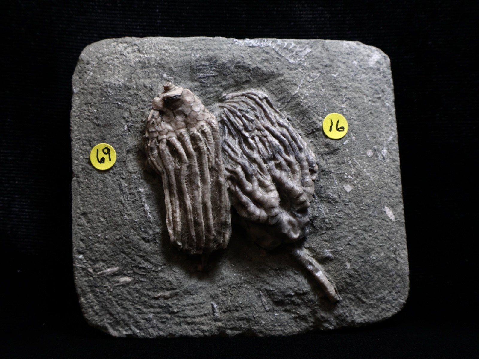 Expertly Prepared Fossil Crinoids, Crawfordsville, IN