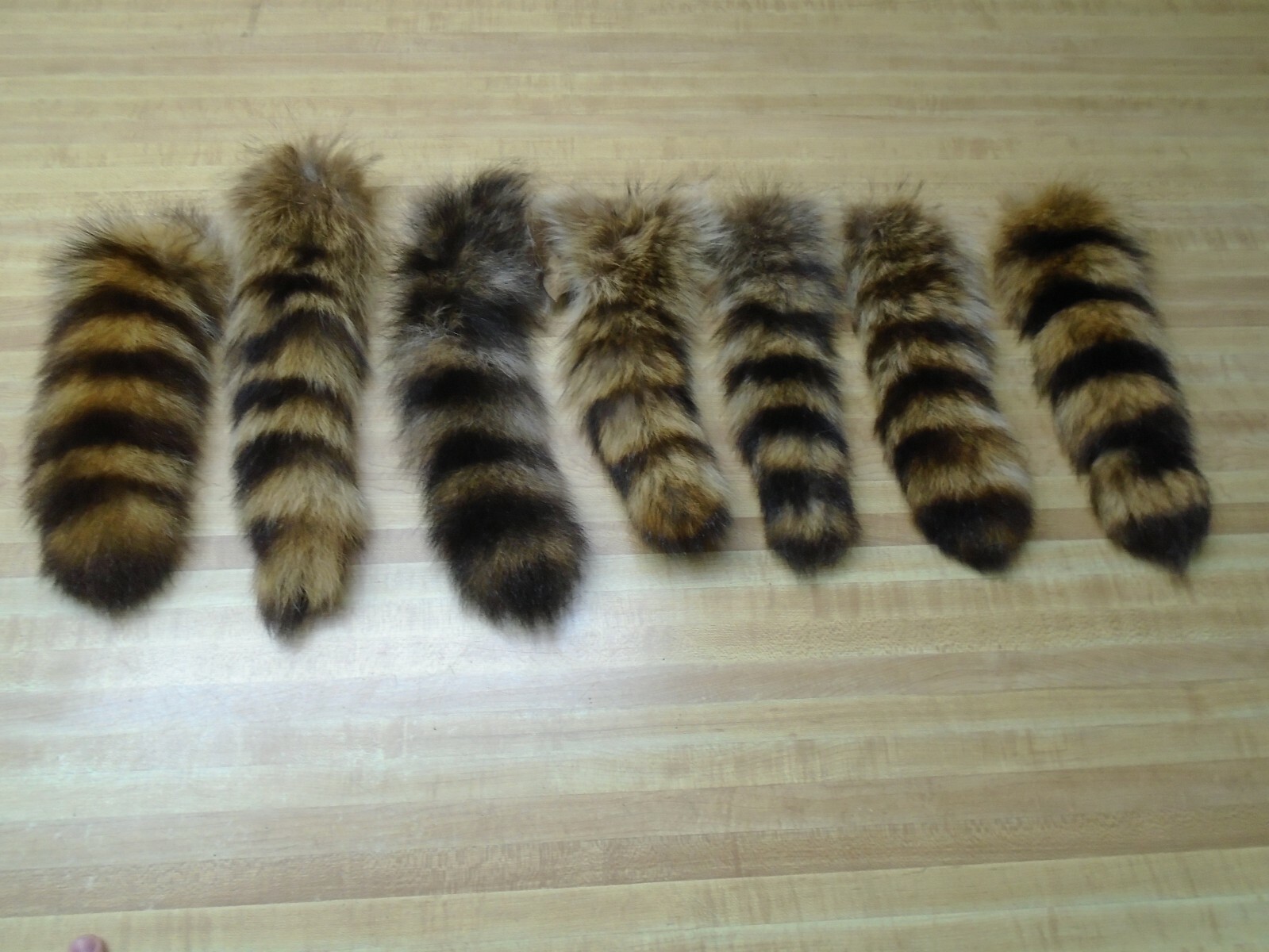 Extra Large Tanned Raccoon Tail #2 Quality