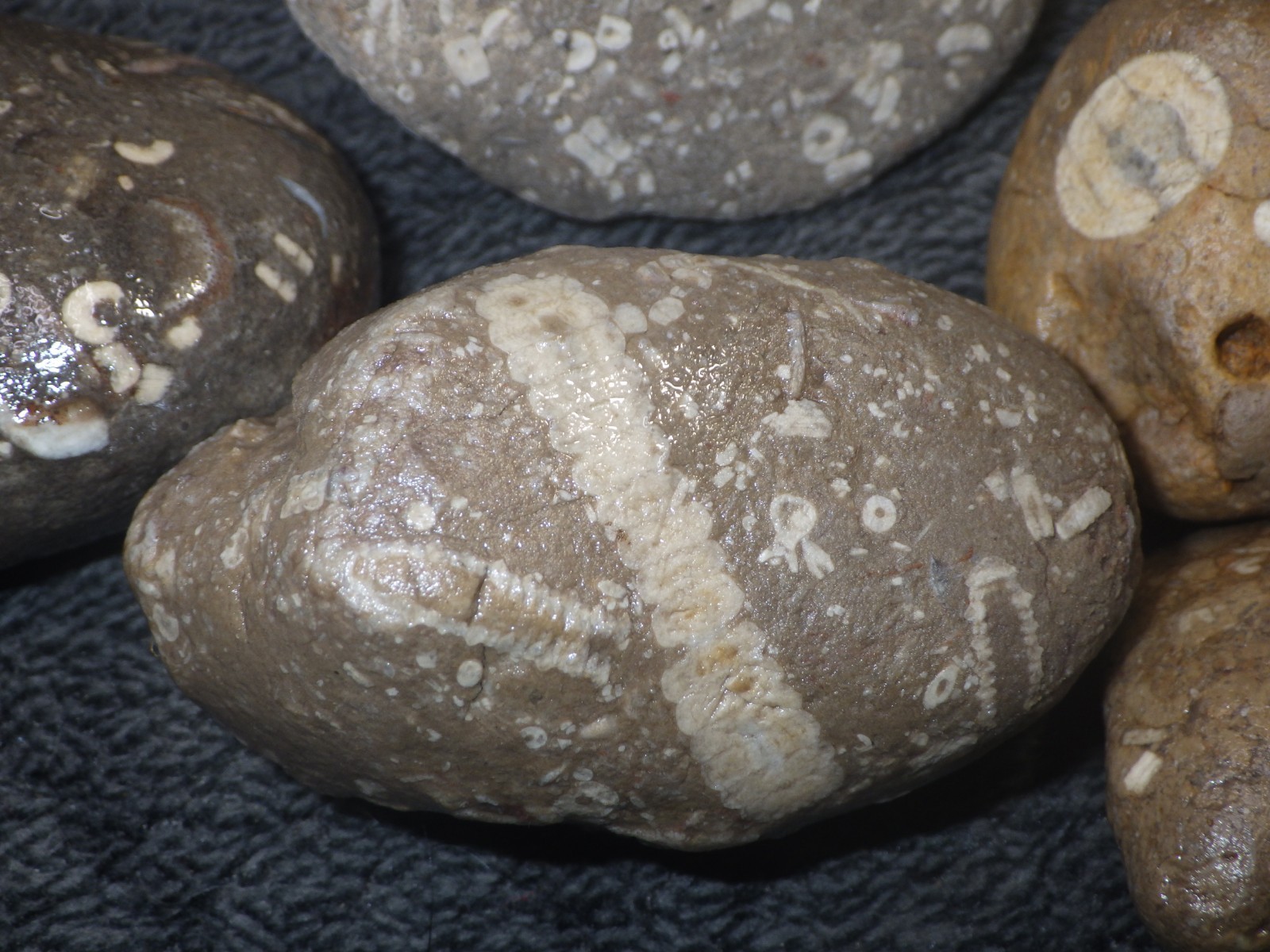 Crinoids Stones Fossils
