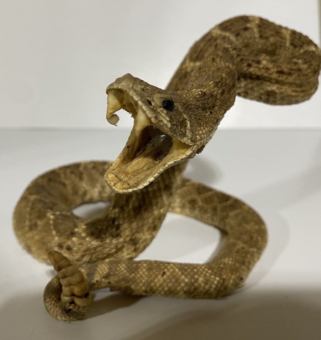 Rattlesnake Taxidermy Mount Rattle Snake Taxidermy Reptile - Cabin Western Decor
