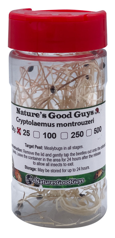 25 Cryptolaemus Montrouzieri - Mealybug Control - NaturesGoodGuys