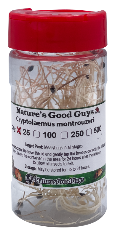 25 Cryptolaemus Montrouzieri - Mealybug Control - NaturesGoodGuys