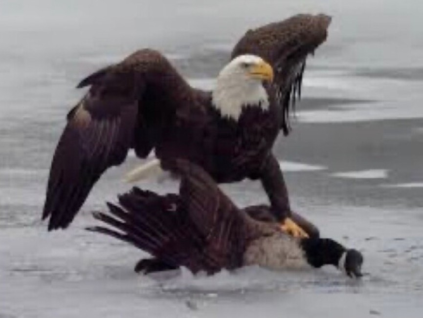 DONALD TRUMP BENJAMIN NETANYAHU STICKER *5* YEAR WARRANTY