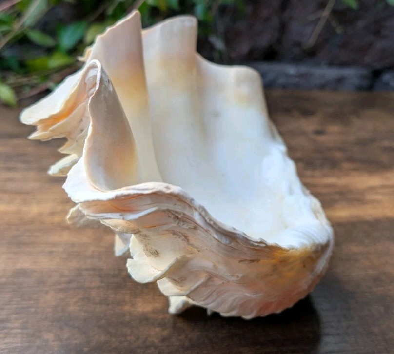 Large TRIDACNA SQUAMOSA Fluted Giant Clam Shell HALF 9x 6" Pink Tones. Beautiful