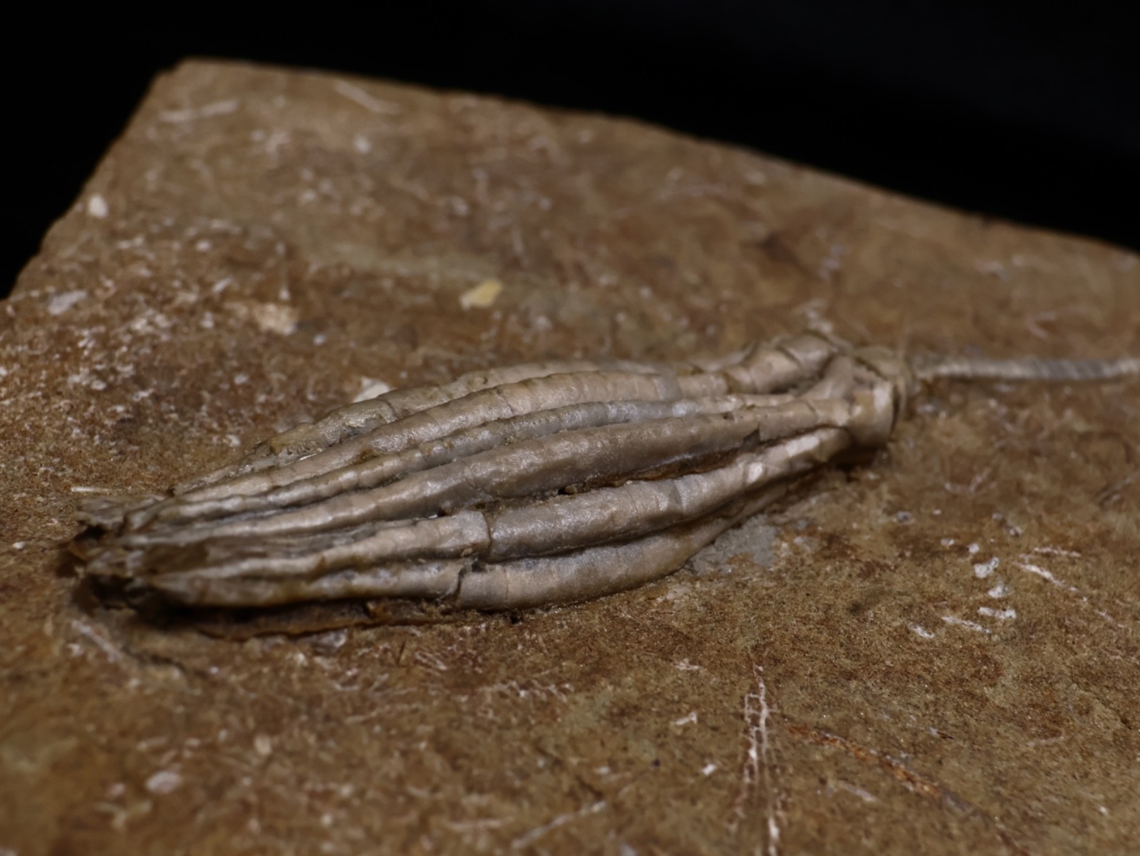 Gorgeously Detailed Scytalocrinus decadactylus Crinoid, Crawfordsville, IN
