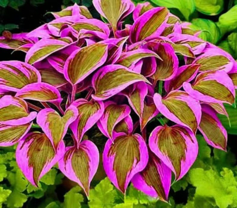 🌿300+Mixed HOSTA SEEDS – PERENNIAL OUTDOOR SHADE GARDEN PLANTING SEEDS
