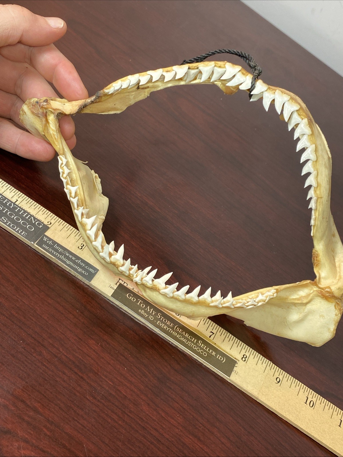 Vintage Bull Shark Jaw Taxidermy 4 Rows Of Teeth 9.5” Wide x6.25” Nautical Decor
