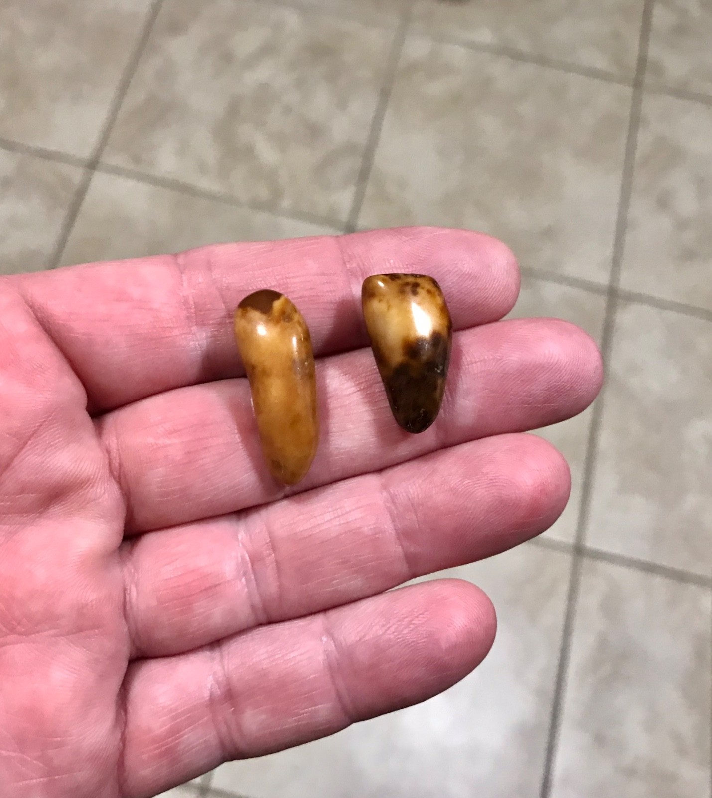 RARE,POLISHED W BEAUTIFUL UNCOMMON COLOR WALR_S TOOF FOSSILS