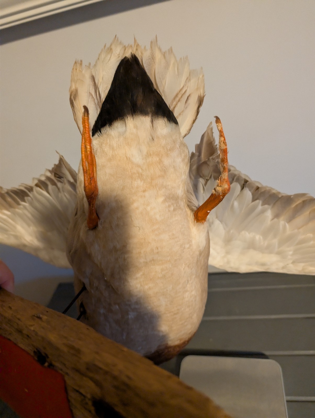 Vintage Antique Taxidermy Wall Mount Mallard Duck Drake on Wood