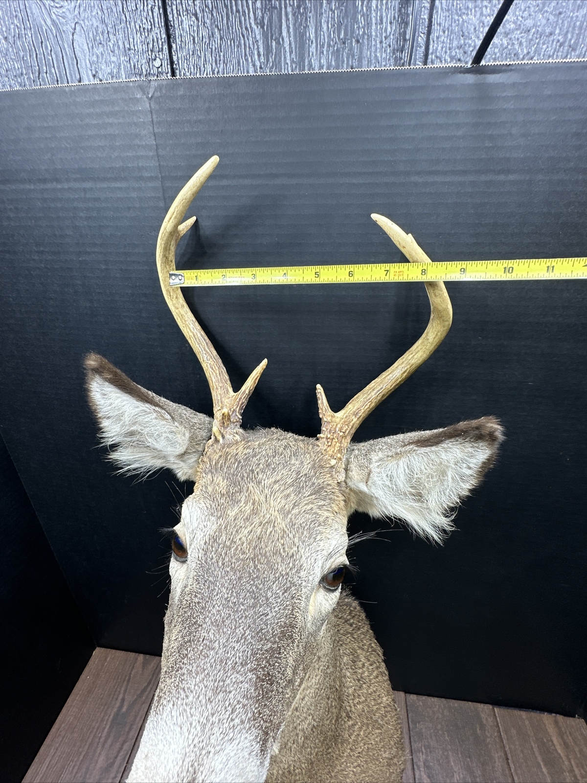 Nice 6 Point Whitetail Deer Buck Shoulder Mount Taxidermy