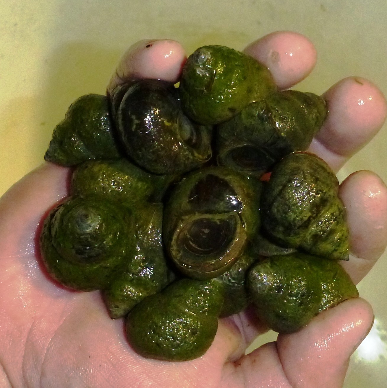 50-Lot Japanese Trapdoor snails algae eaters for koi pond garden pkf