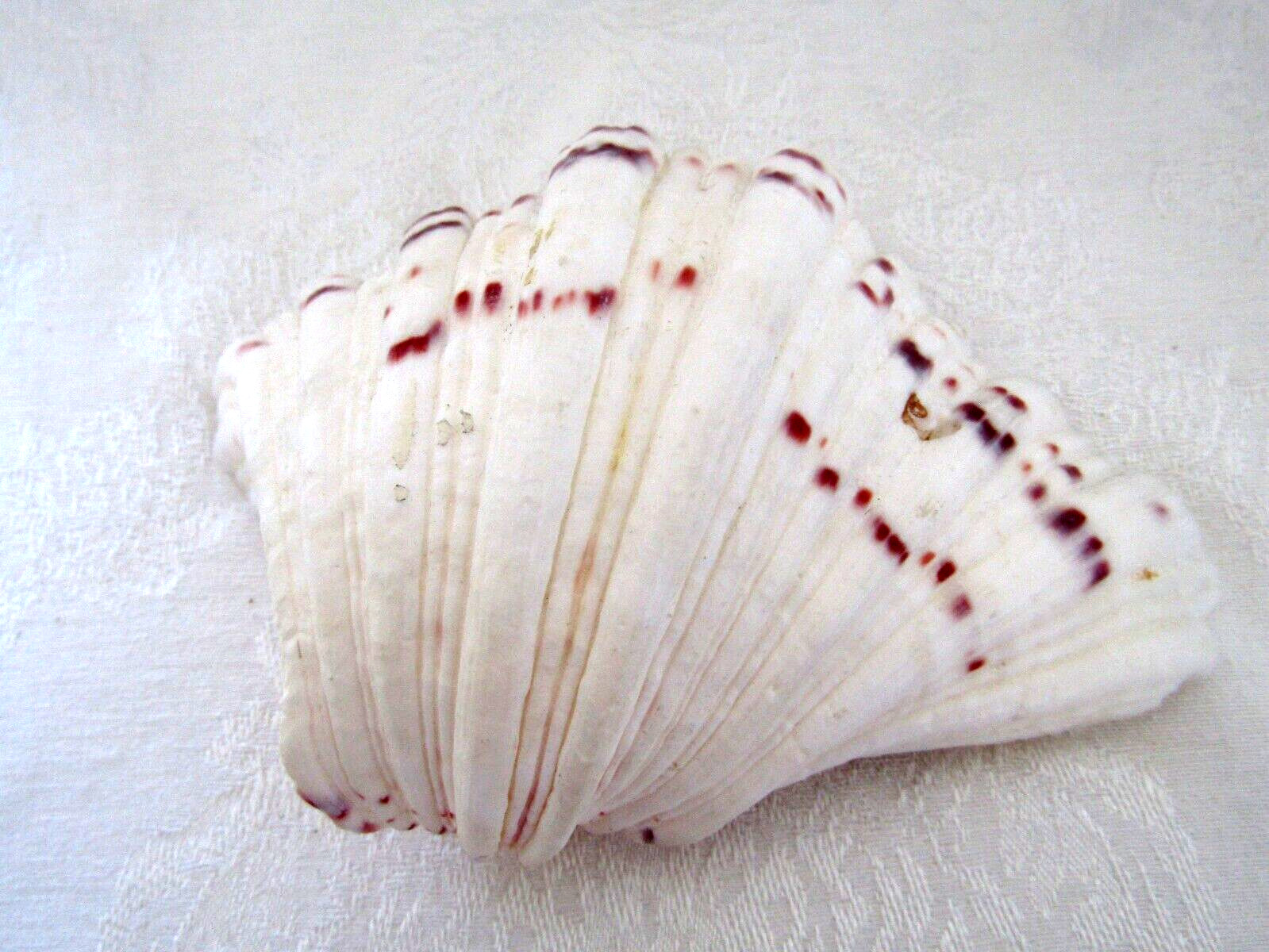 Genuine Bear Paw Hippopus Clam 6.5" x 5.5" Seashell EUC