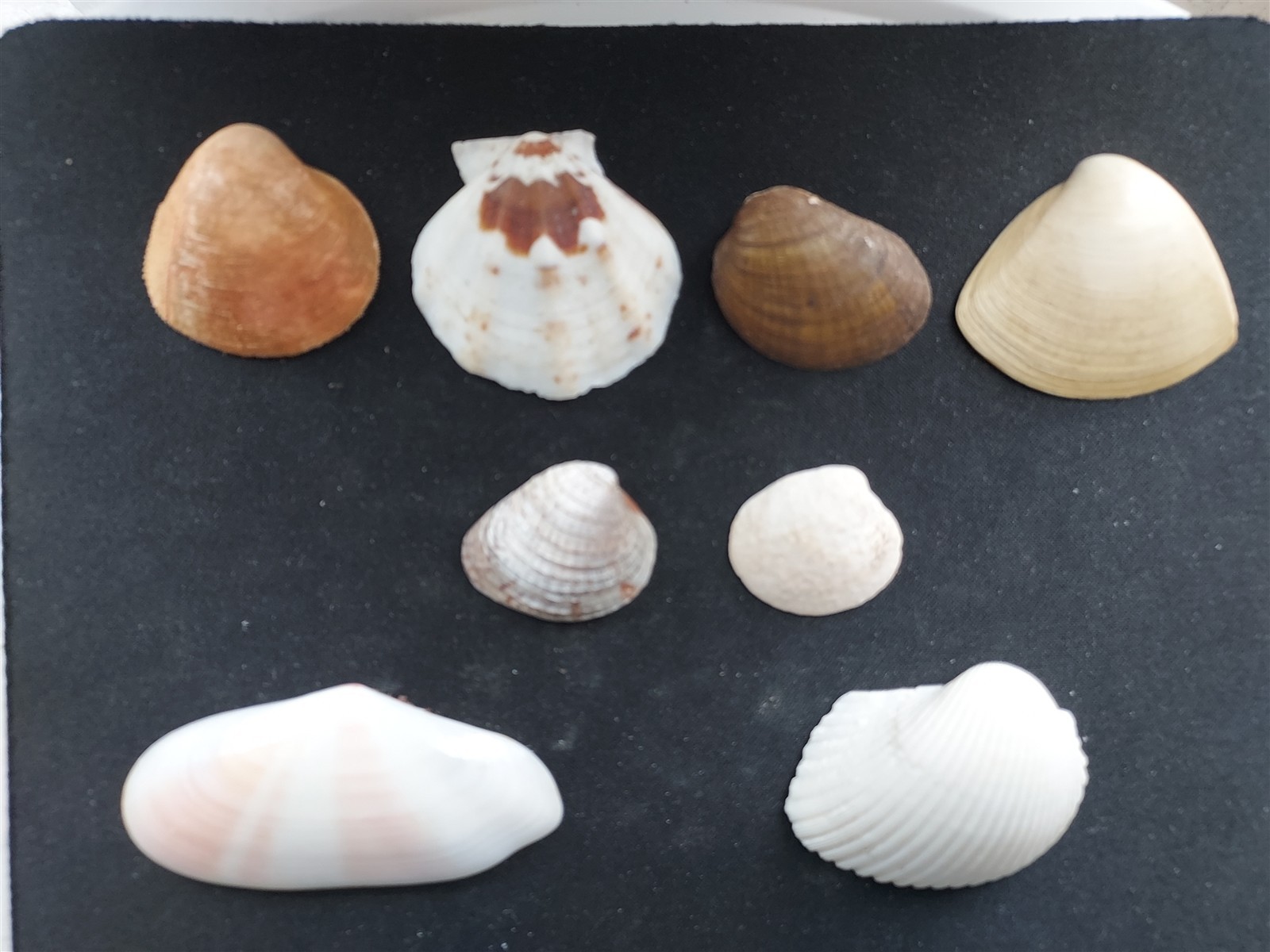 #II200 Lot of 8 all different beautiful clam & Scallop shells, approx. 31-71mm