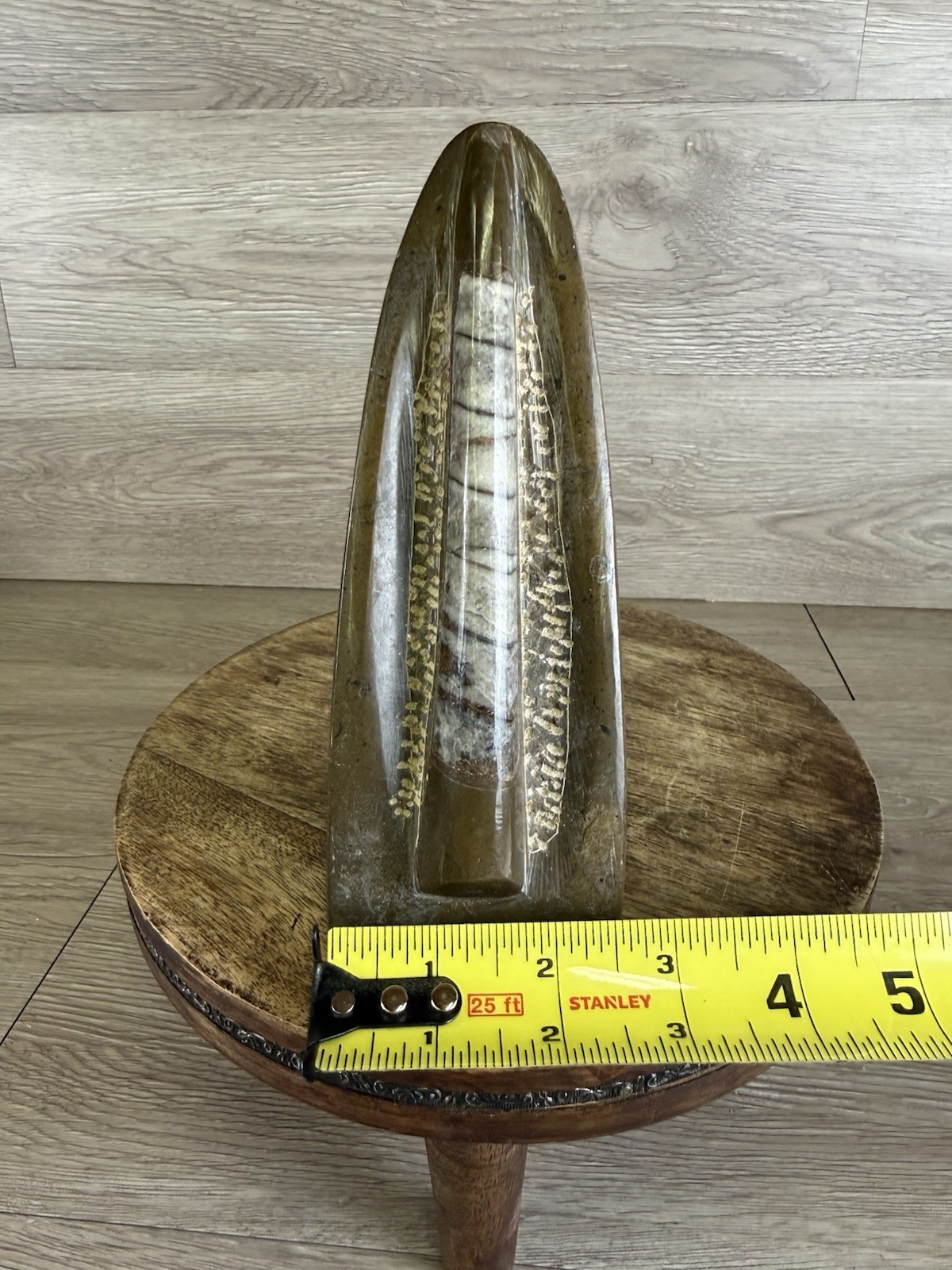 Vintage Standing Orthoceras Fossil 7” - Prehistoric Cephalopod Natural Display