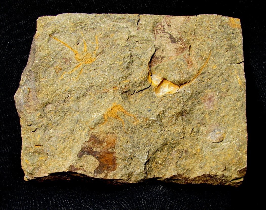 VERY RARE DIACANTHASPIS, CRYPTOLITHUS, AND 2 BRITTLESTARS PLATE - SWATARA GAP!