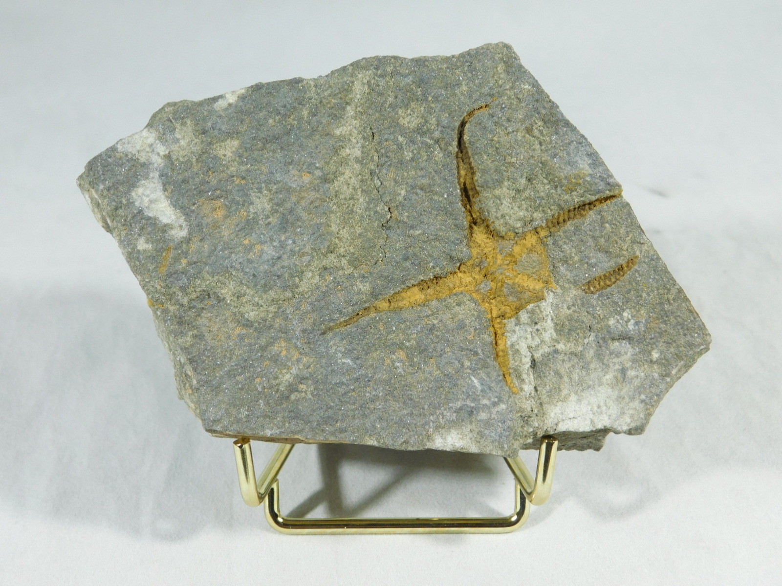 Easel Display Stand Mini Size Metal Gold Color