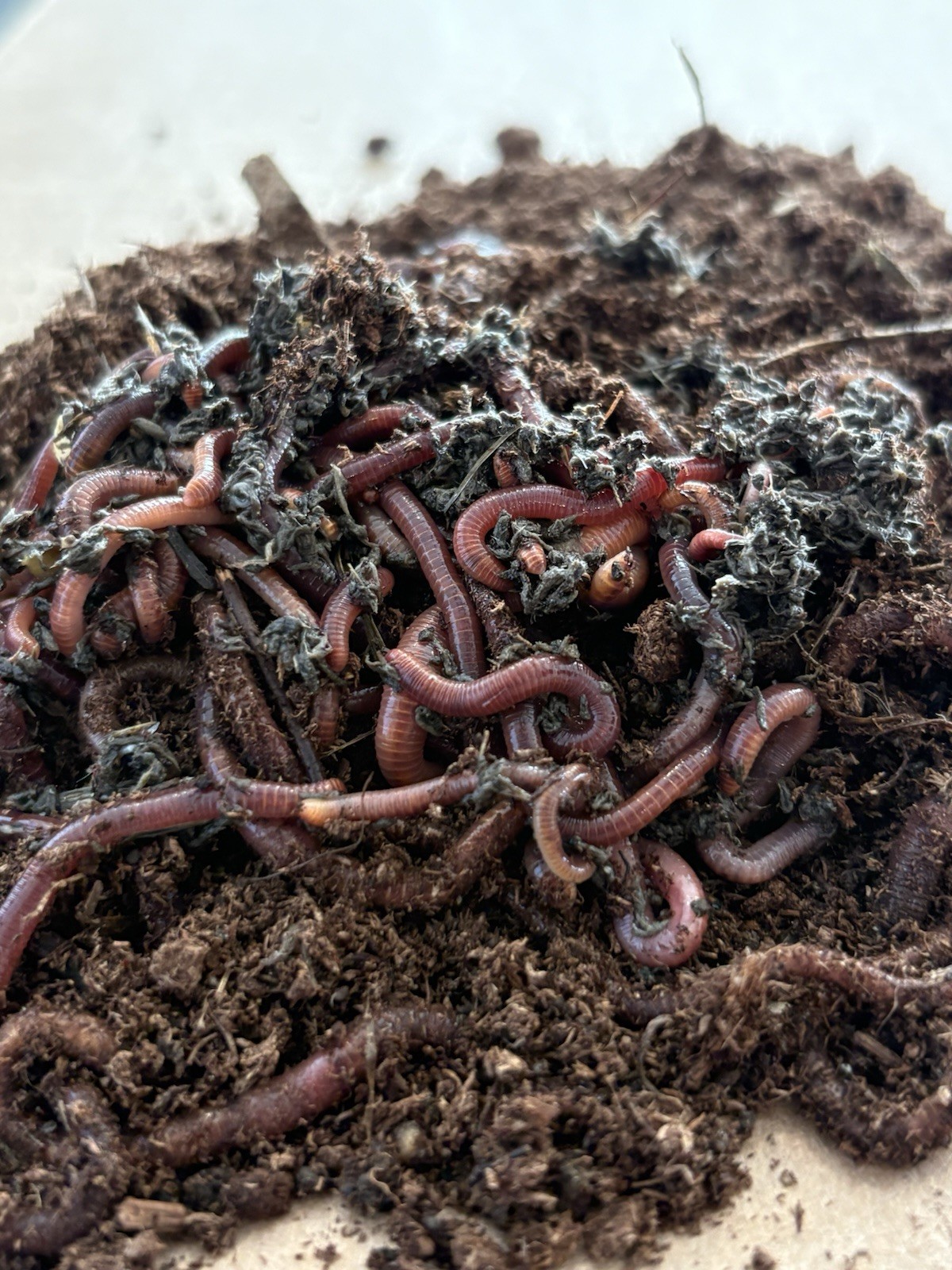 100 + Red Wiggler Worms / Healthy & Fresh Composting Worms 🪱 Ready to Ship