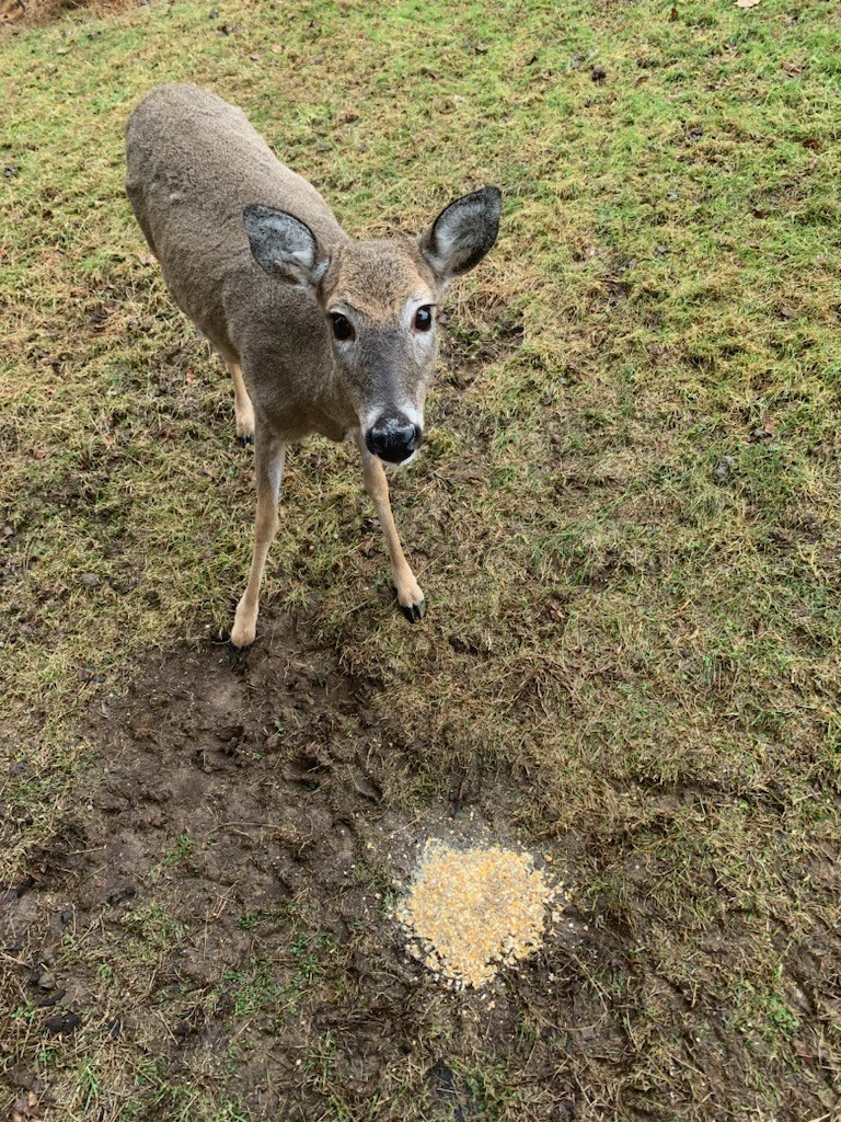 Campo del Cielo Meteorite Slabs – Lot of 2 – Authentic Iron Meteorites – Charity