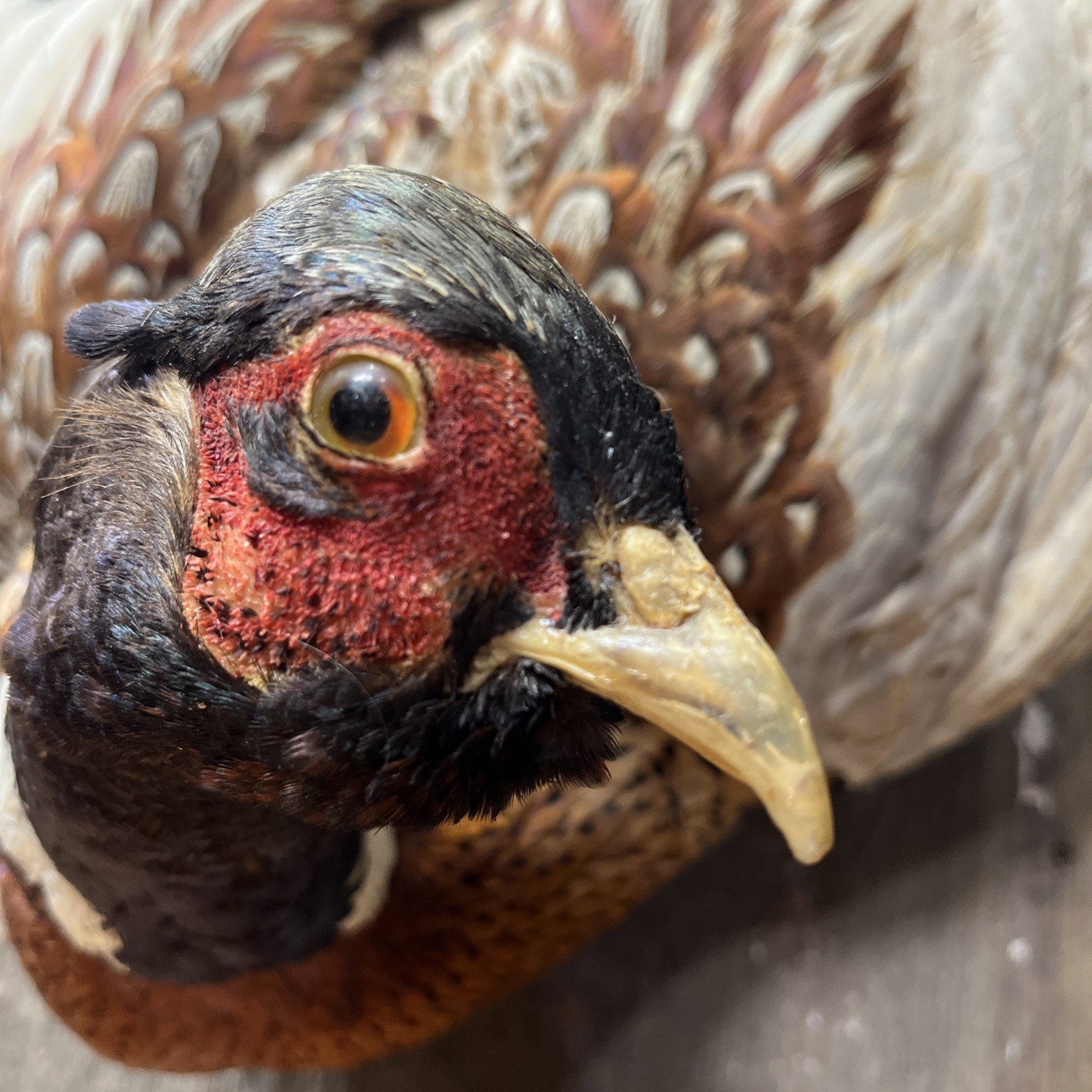 VINTAGE TAXIDERMY RING-NECKED FULL PHEASANT WALL MOUNT 24” CABIN HUNTING
