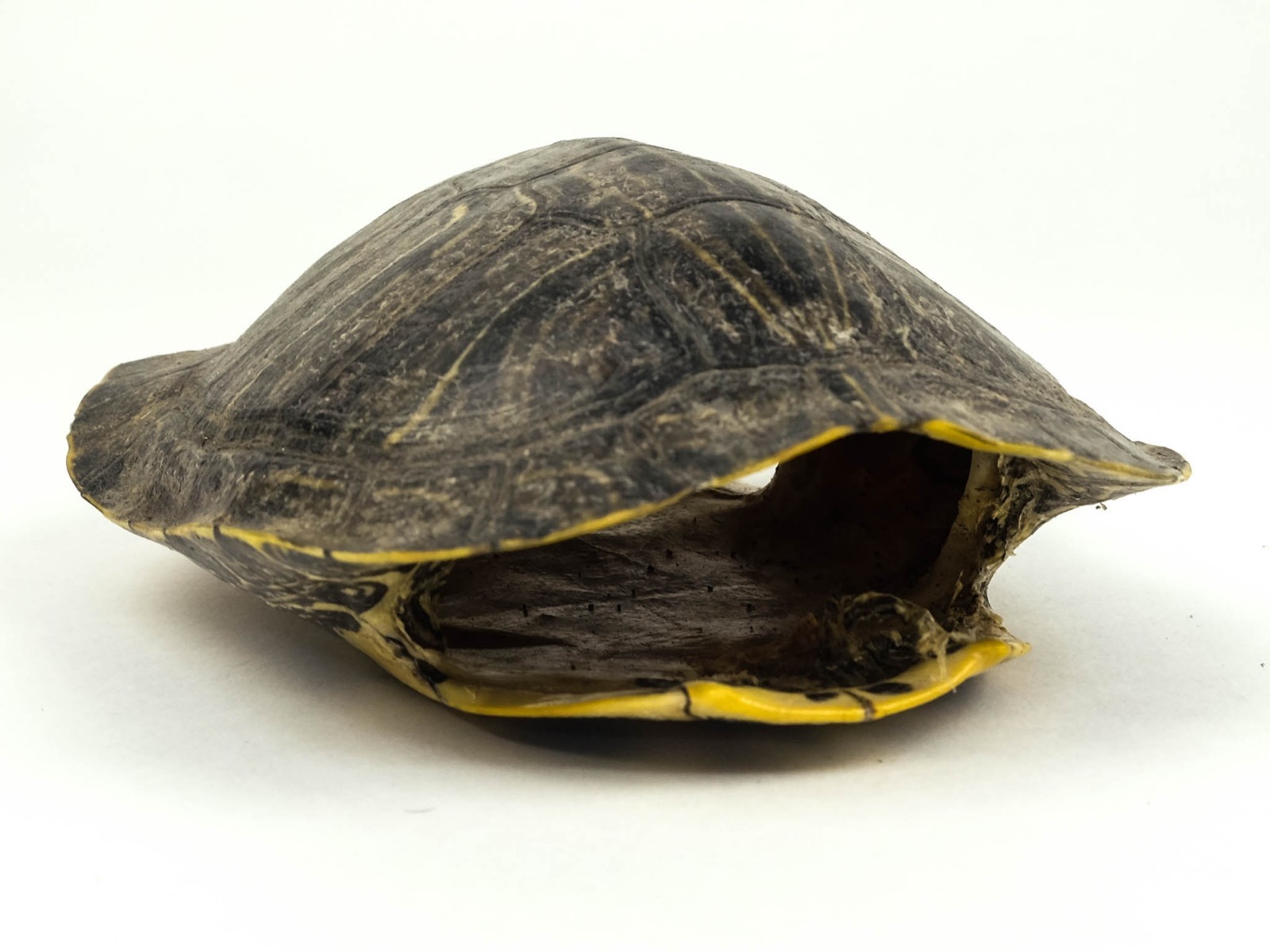 Red Ear Turtle Shell Multiple sizes (227GS-xxx) 10UBS