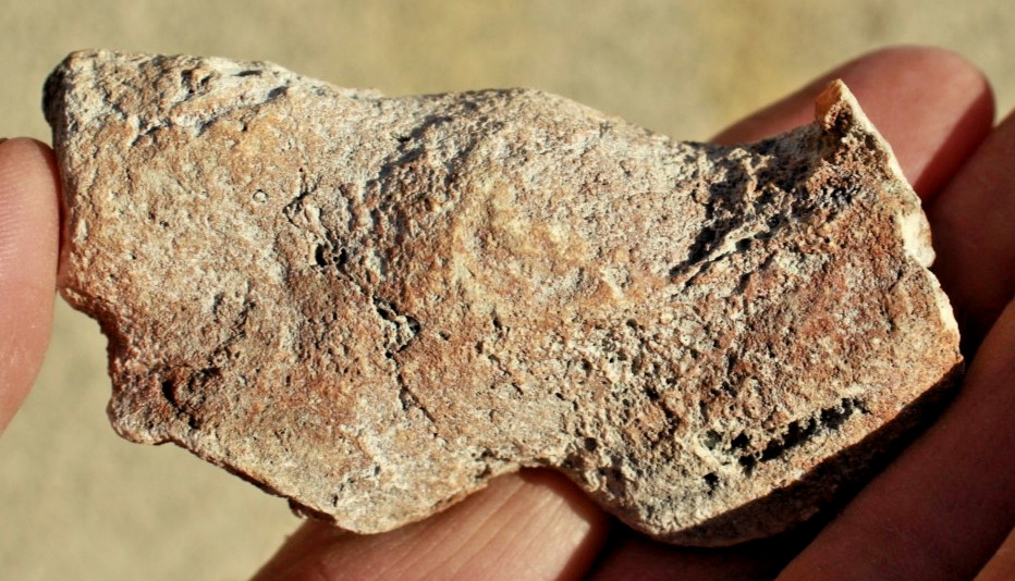 Polished Tampa Bay Fossil Coral Half • 3.0" Long/2.0 oz.