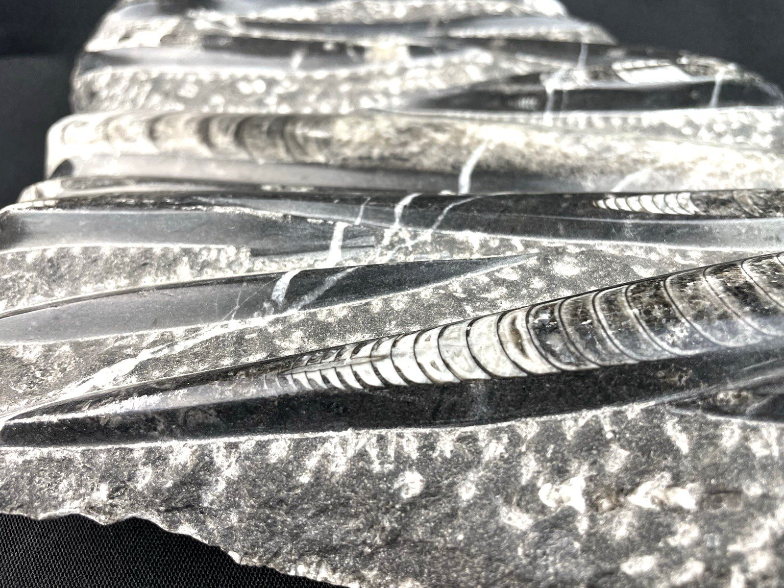 10 lbs Block of Polished Petrified Sea Life Fossil Devonian Orthoceras 9" x 12"