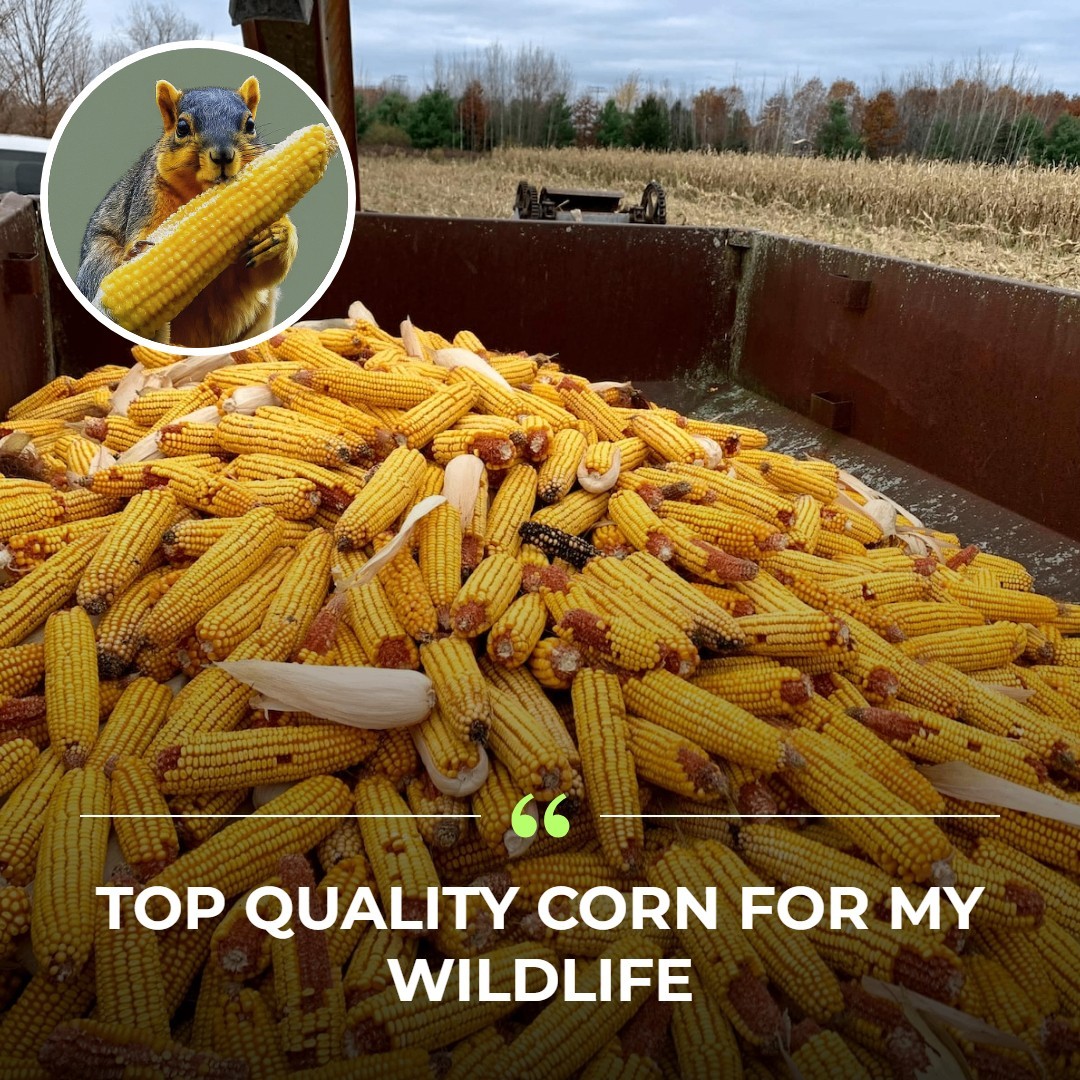 Whole Ear Corn Feed – 18 lb Bag | Squirrel, Bird & Critter Feed | Michigan Grown