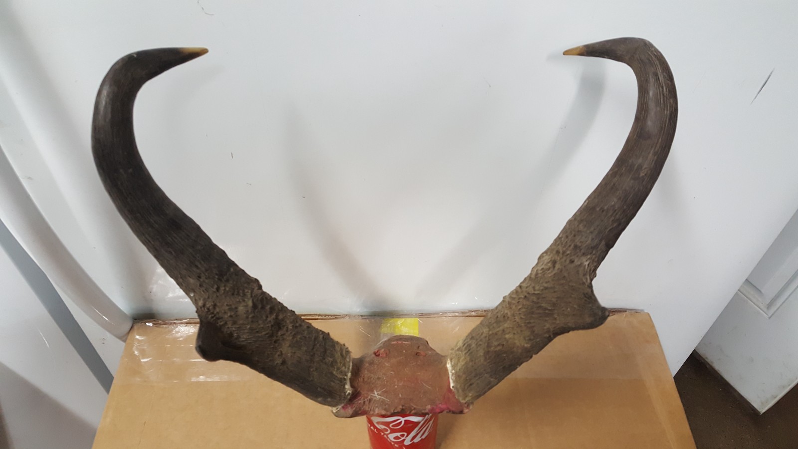 IVORY TIPPED 15+" TALL PRONGHORN ANTELOPE HORNS antlers mule whitetail elk deer