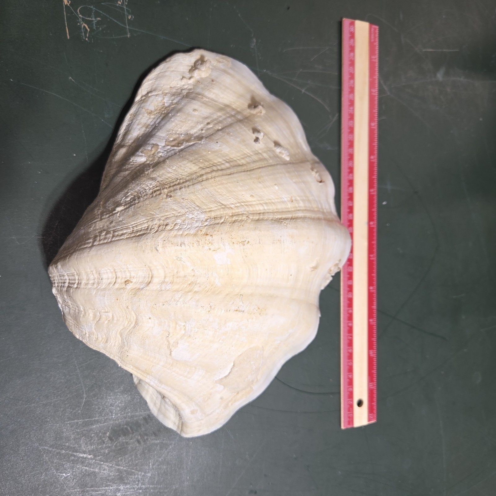 REAL 15½" Natural Giant Clam Shell Tridacna Gigas Sea *AND* 10" Giant Clamshell