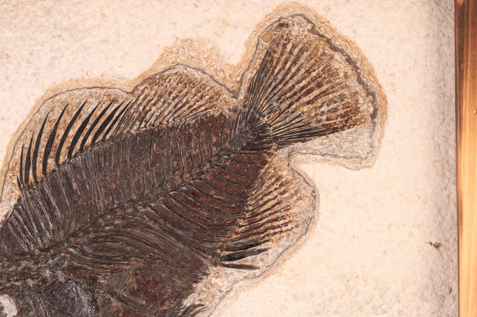 Fossil Fish Superb 5" Cockerellites Green River Formation Wyoming WY COA 10707