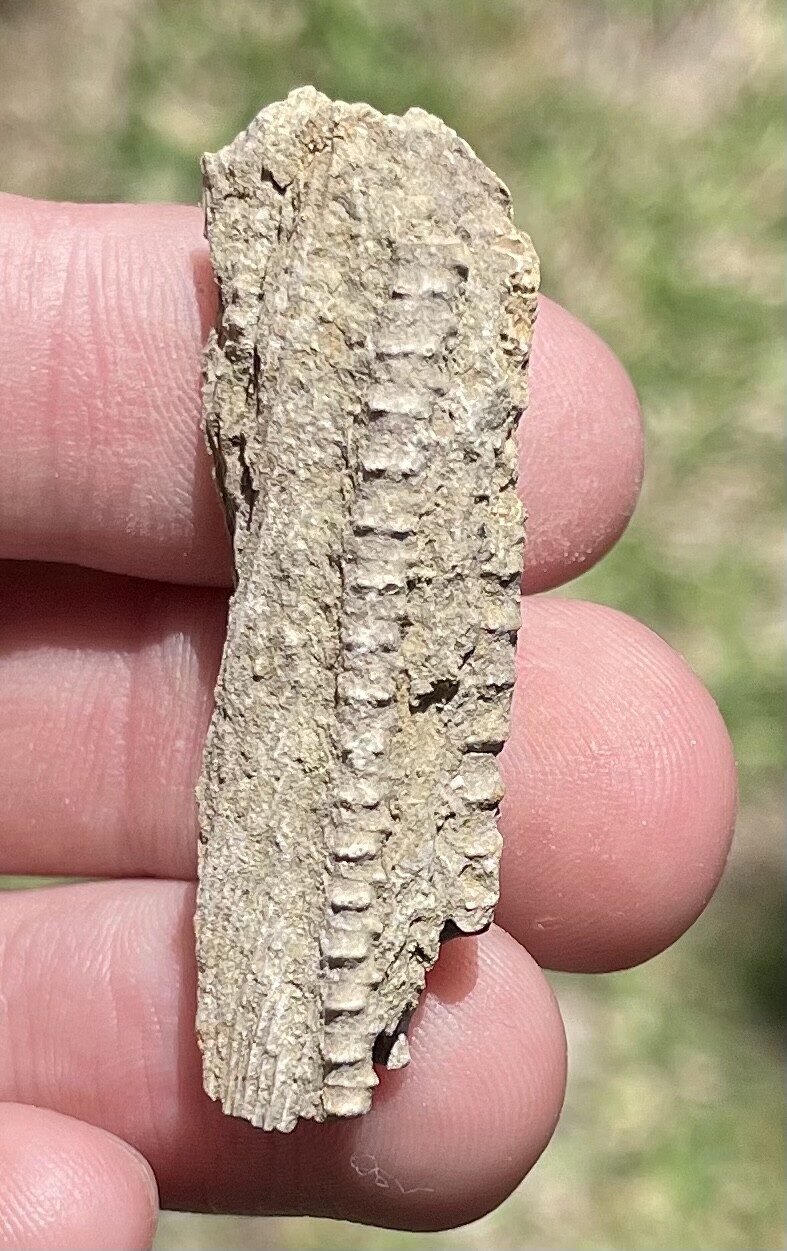 Alabama Fossil Crinoid Arms Rare Mississippian Trilobite Age