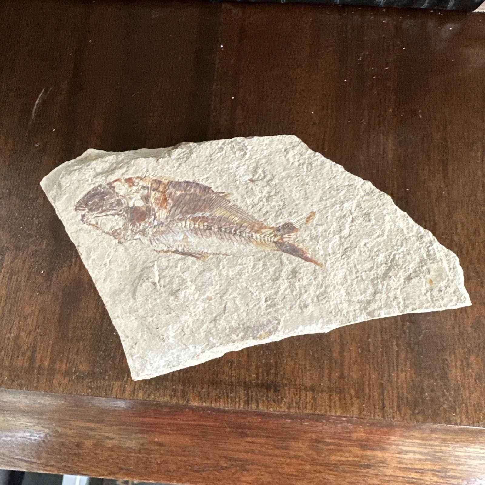 Nematonotus longispinus fossil, a prehistoric ray-finned fish.