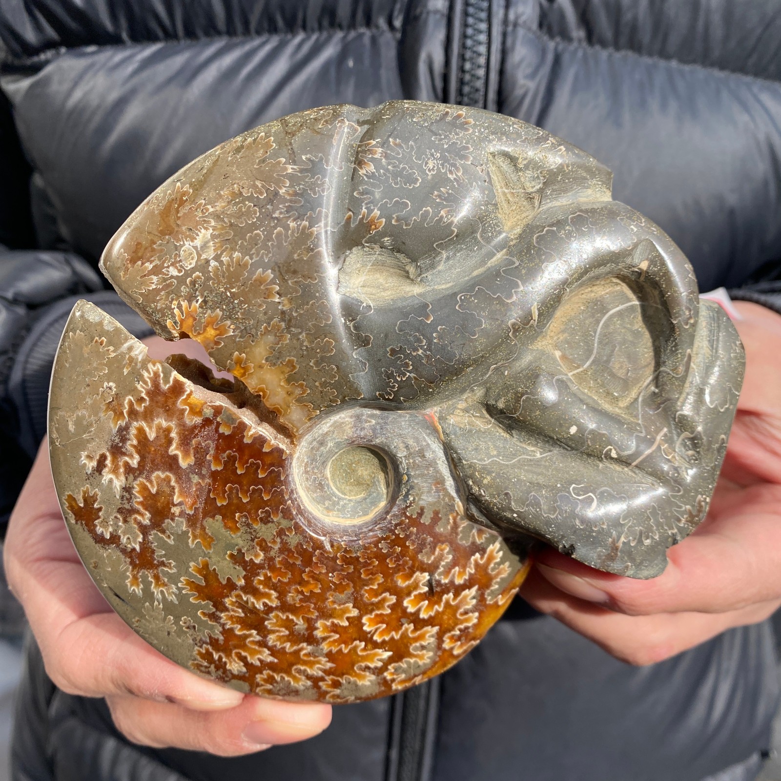 1.1lb Rare Natural Ammonite Fossil Conch Crystal Specimen Healing