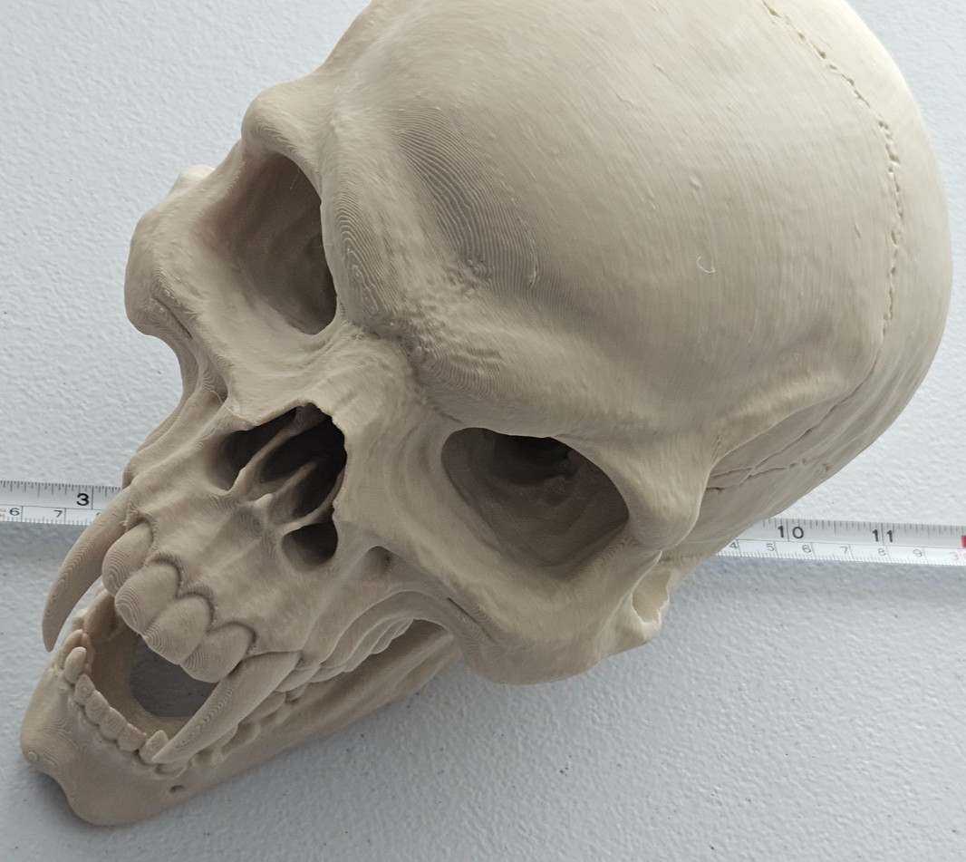 NEW LARGE Vampire Skull Replica – Gothic Horror Decor with Fangs