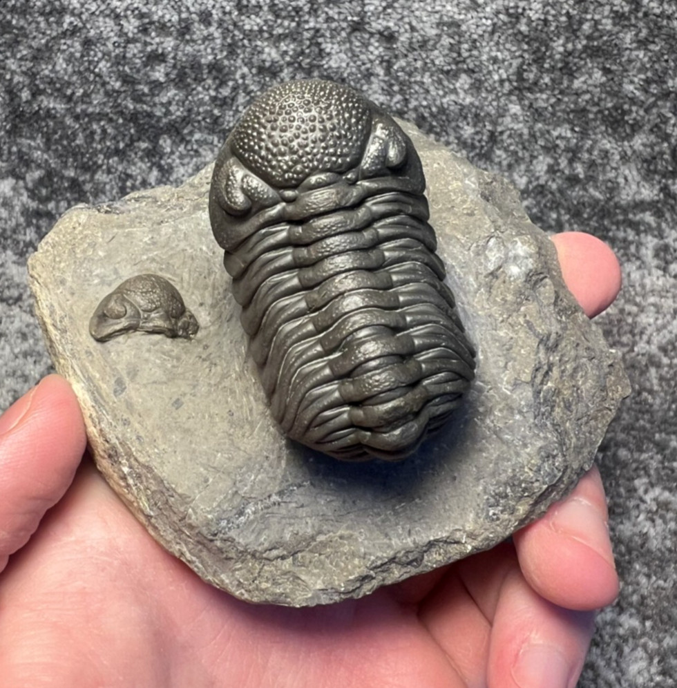Moroccops sp. Trilobite Fossil – Attractive Collector Specimen