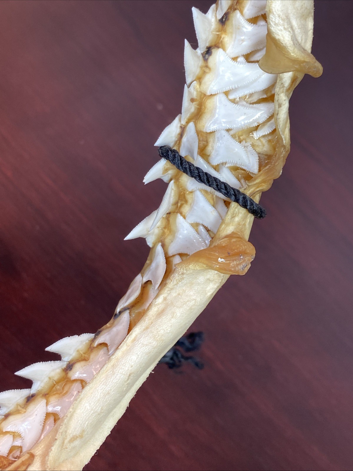 Vintage Bull Shark Jaw Taxidermy 4 Rows Of Teeth 9.5” Wide x6.25” Nautical Decor