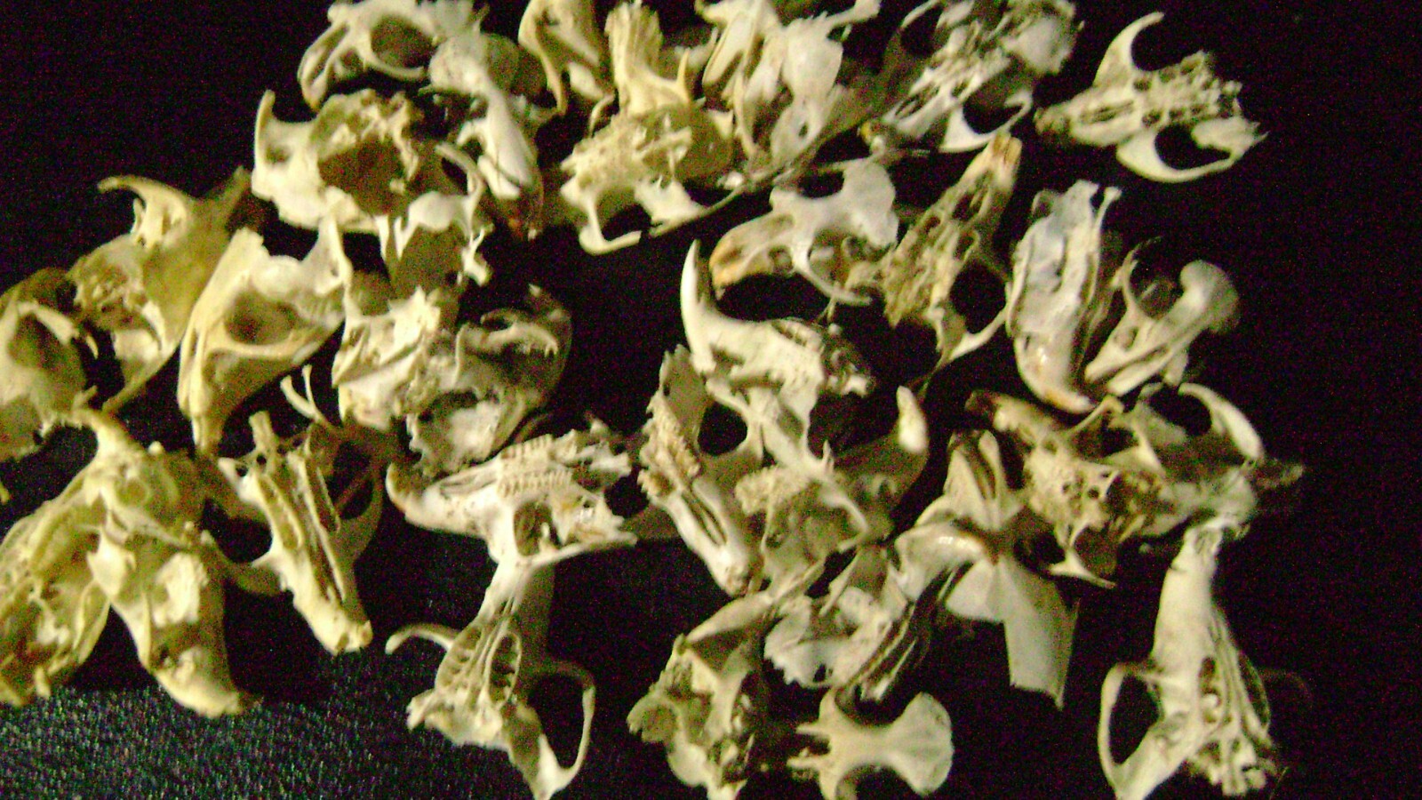 30 BROKEN RAT SKULLS real animal bones head skeleton taxidermy art crafts lot