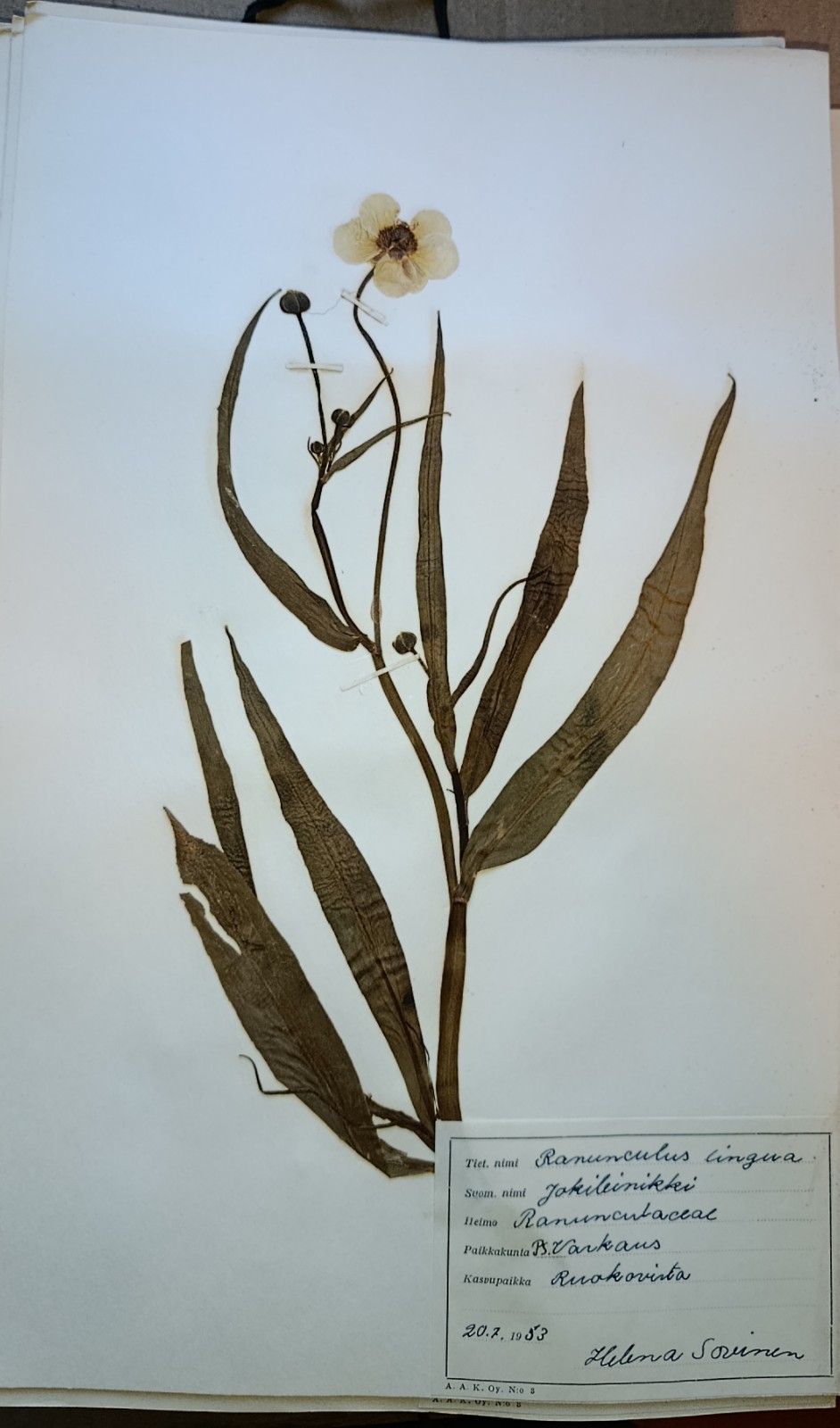 Antique Finnish Swedish Herbarium Botanical Pressed Plant specimens scrapbook