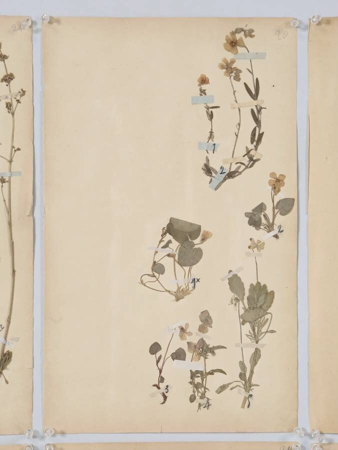 ANTIQUE PRESSED BOTANICALS C. 1893 FROM A FRENCH MONASTERY SCHOOL