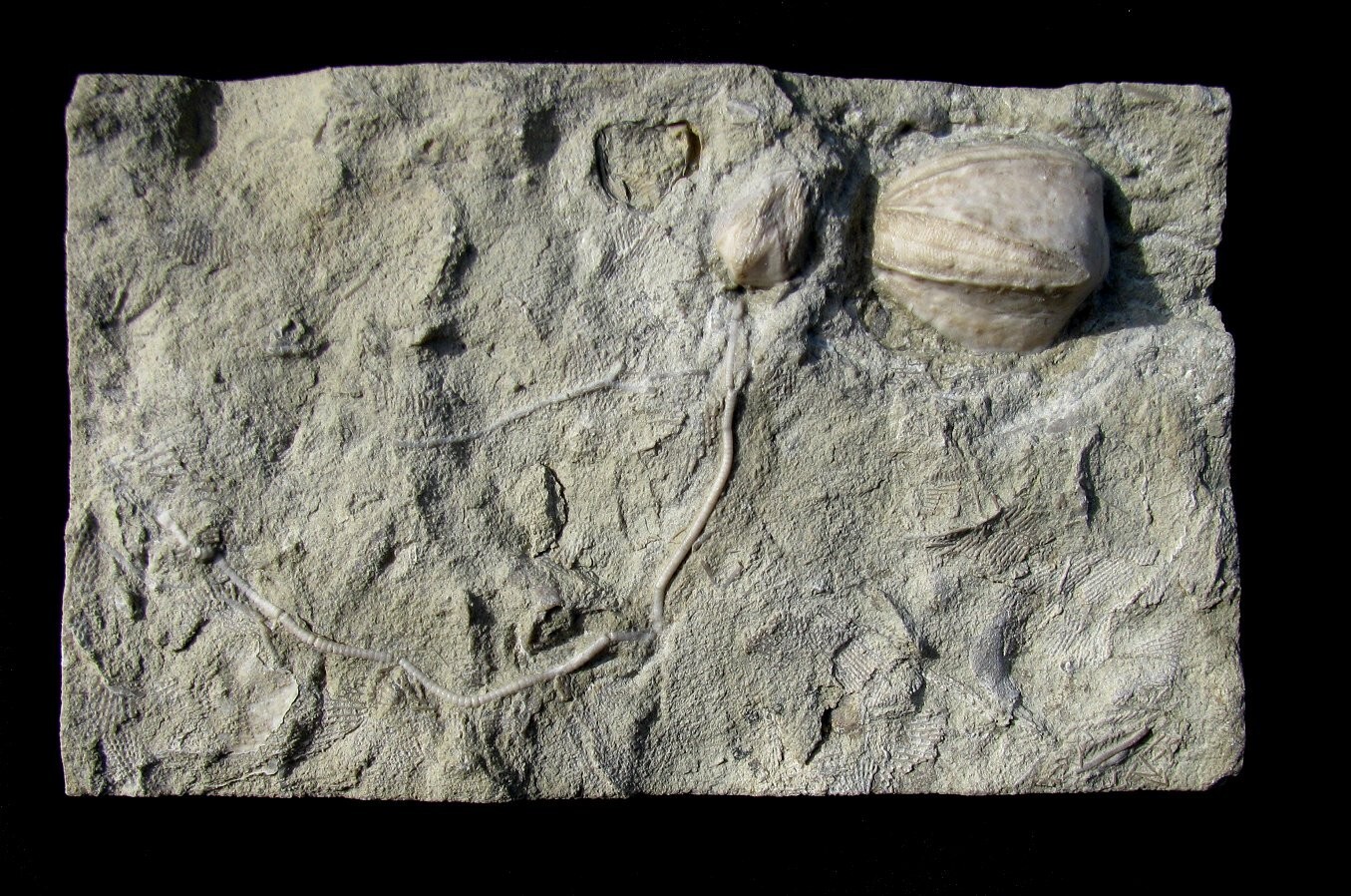 COOL BLASTOID FOSSIL PLATE, ONE VERY LARGE, ONE WITH LONG STEM AND BRACHIOLES!