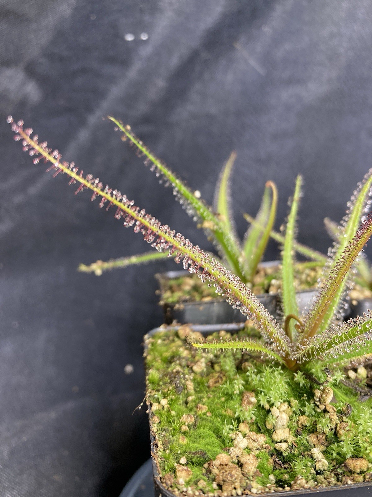 Drosera regia 'Big Easy'. Rare Cultivar! Potted To Select States. Heat Pck Avail