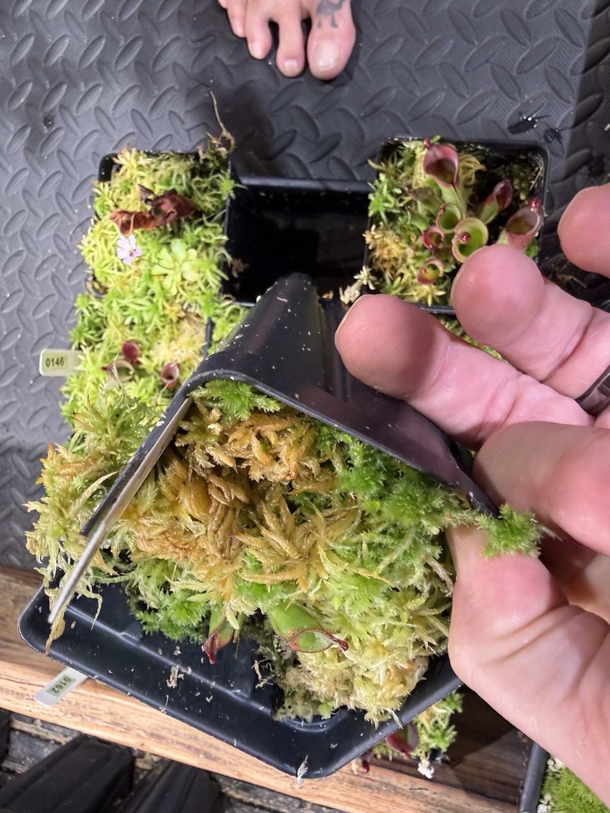 Heliamphora Minor X Cherry Top