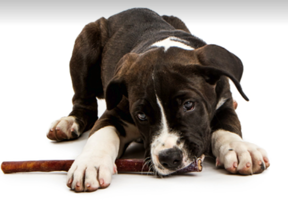 12" Black Angus JUMBO THICK BULLY STICKS natural dog chews treats Dog Bone