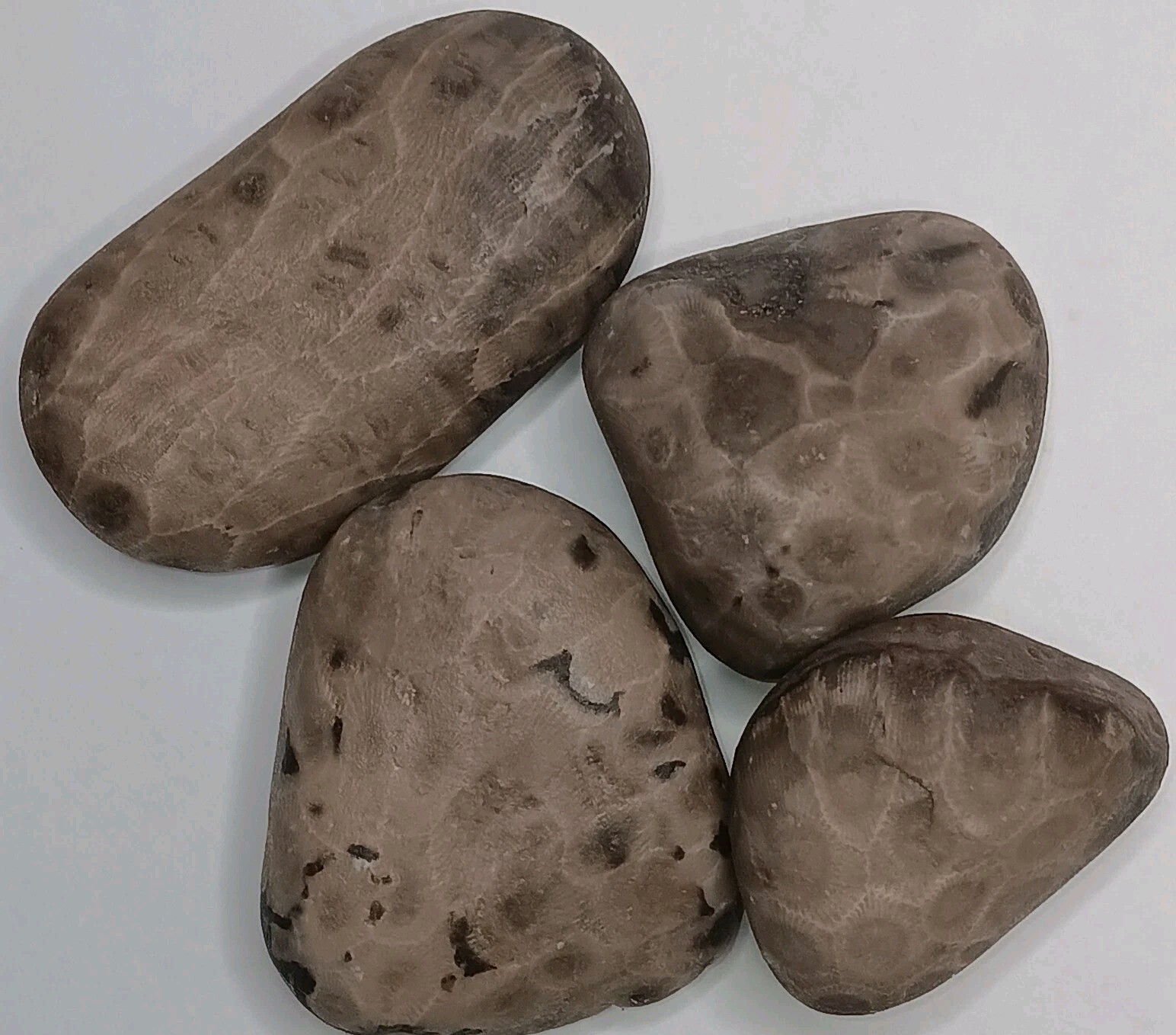 Michigan Petoskey Stone Lot 1 Pound Unpolished Natural Great Lakes Fossils