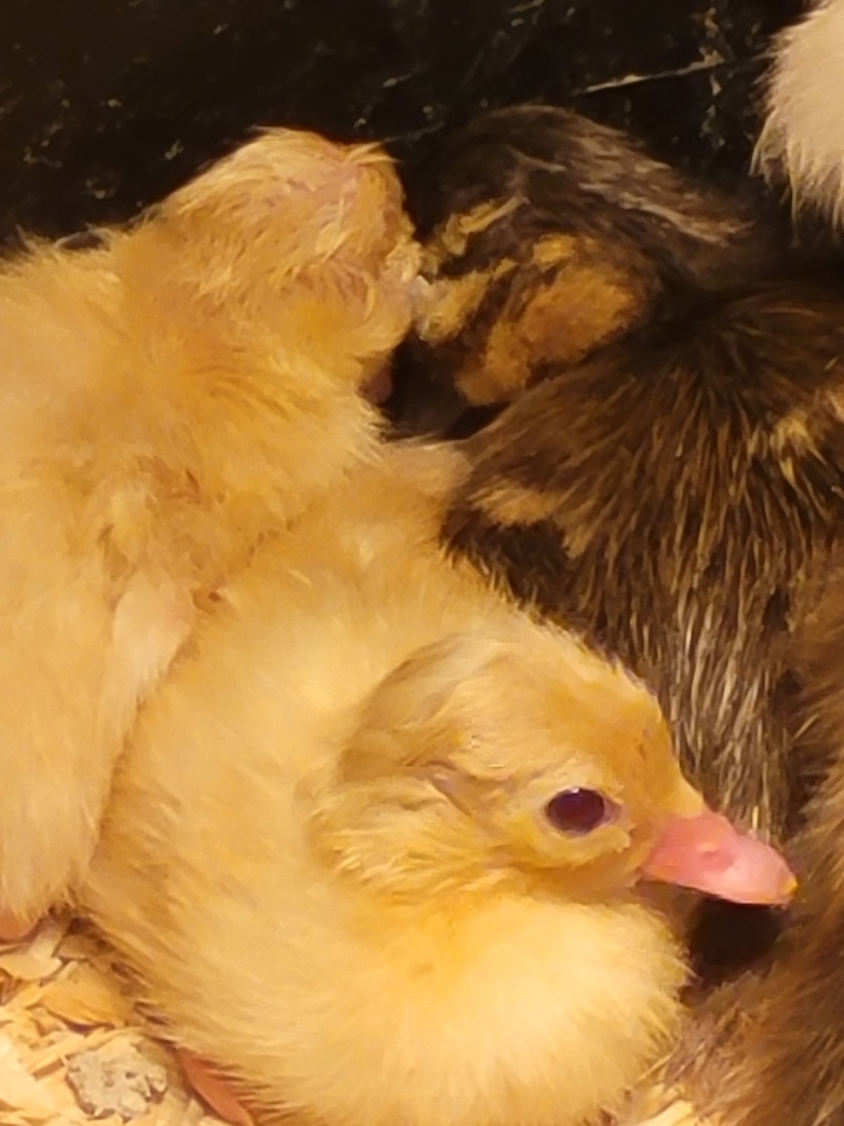 6+ Mandarin Duck Hatching Eggs. PRESALE!! Ship late April/May NPIP