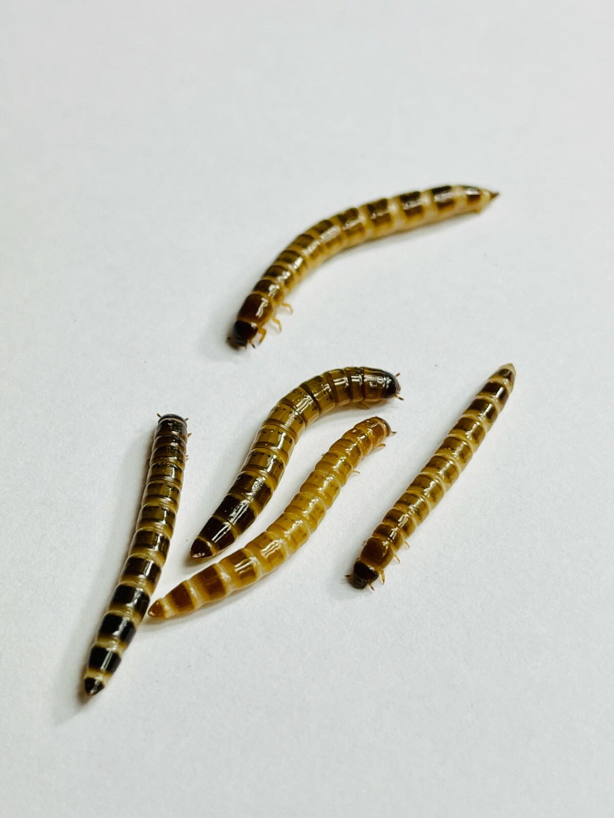 Live Superworms - 50-1000 counts - 4 different sizes - First Class/Priority Mai