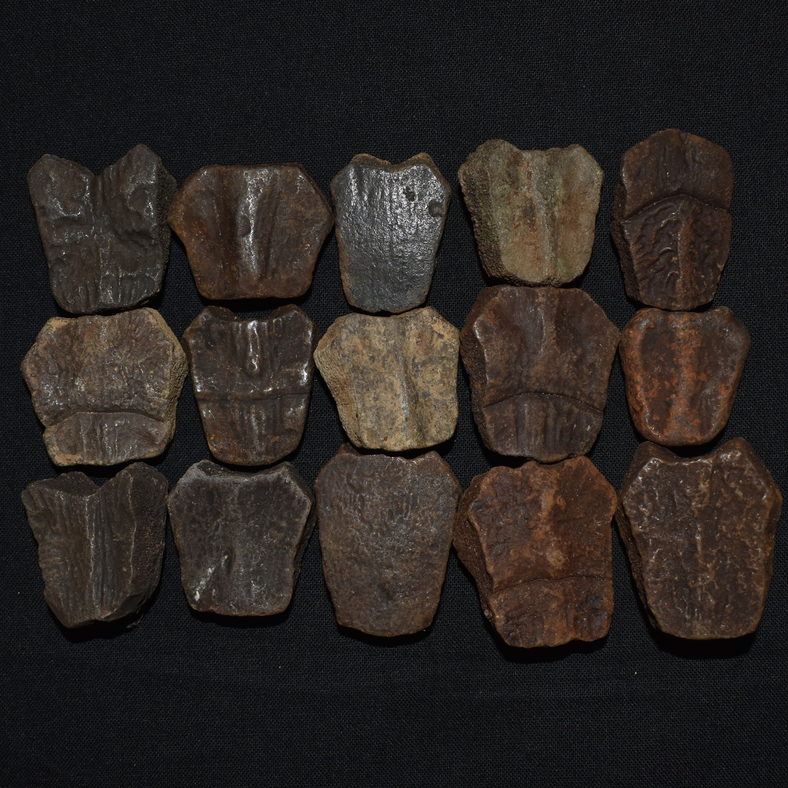 Set of Fifteen Fossil Turtle Shell Elements (top shell pieces) - Turtle Fossils