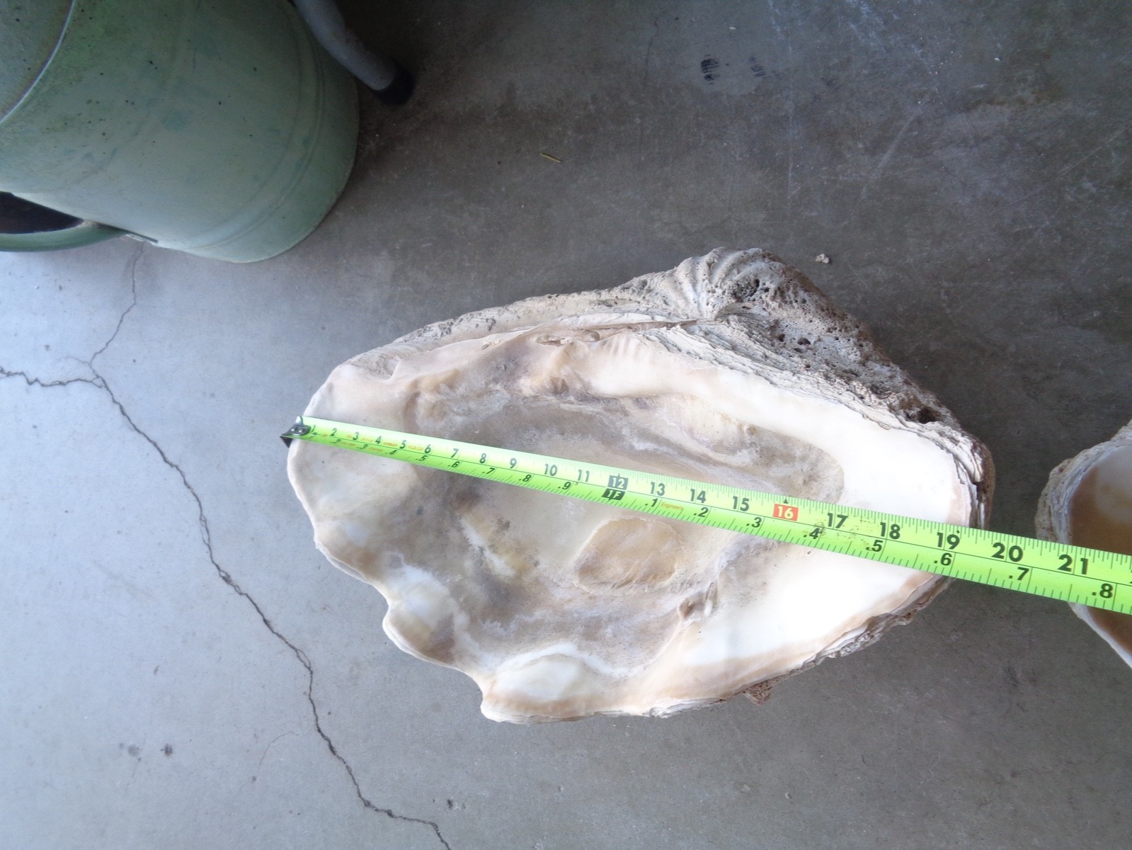 Tridacna Gigas Clam Shell Set Beautiful Matching Pair Giant Old Nautical Shells