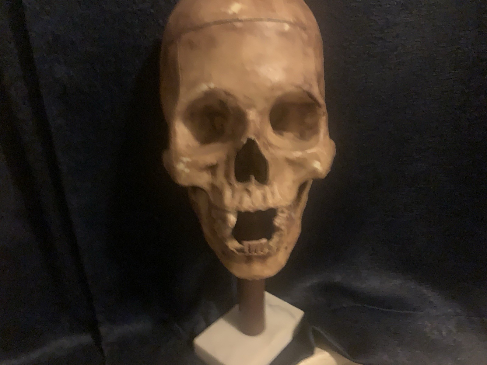 Vintage Realistic Human Skulls